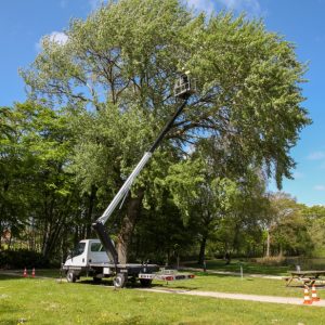 VERSALIFT_V-200_LKW-Arbeitsbuehne_Einsatzbild_Park_Baumpflege_1