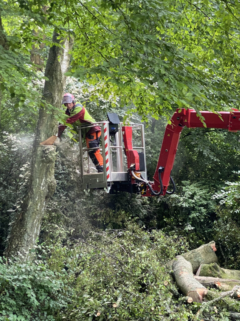 BLUELIFT ST 31 in der Baumpflege