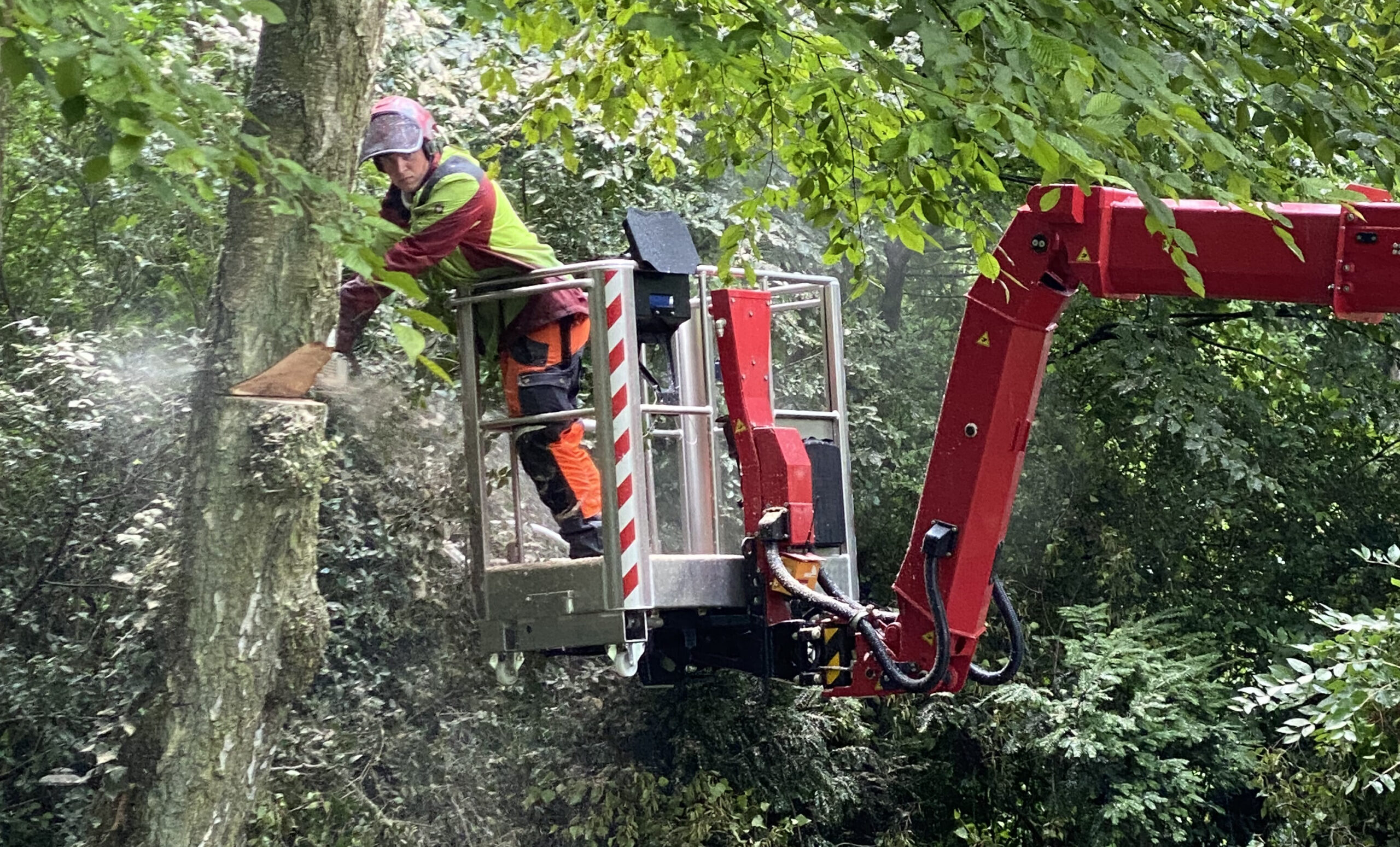 BLUELIFT ST 31 in der Baumpflege